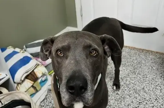 Lost pets , photo: Lost Dog: Blue Grey, 70lbs, Blissful Lane