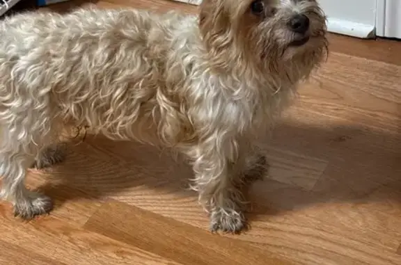Lost Yorkie in Orange Halloween Shirt