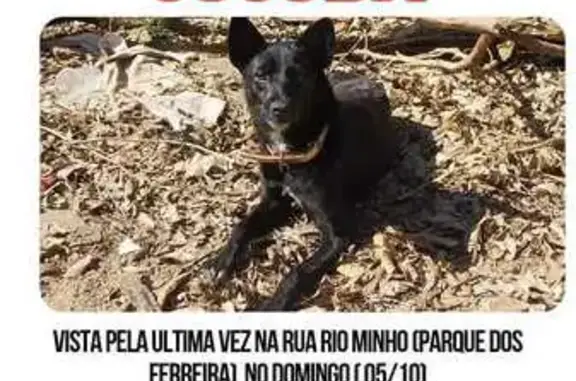 cachorro desaparecida