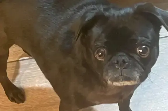 Missing dog Turlock, photo: Lost Black Pug Vada - Reward Offered!