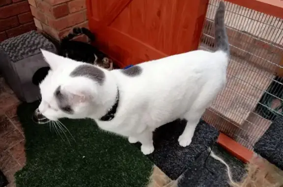 Lost Cat: White & Black, Caddie St, CT