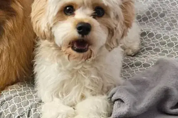 Lost and found pets Aurora, photo: Friendly Puppy Lost: East Highline, Aurora