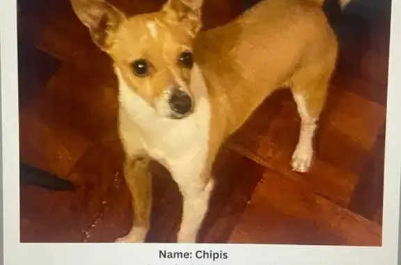 Lost and found pets Las Vegas, photo: Lost Dog: Brown & White Male, Las Vegas