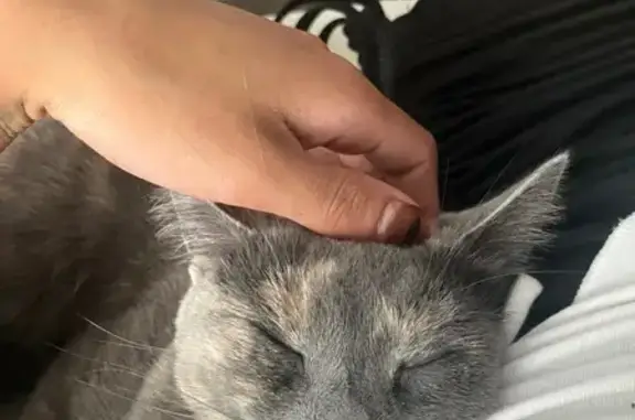 Lost and found pets Portland, photo: Found: Young Grey Cat in NW Portland