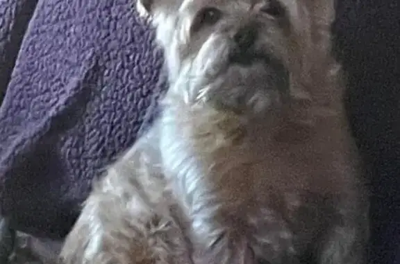 Lost pets Mesquite, photo: Lost Dog Near Bois D'Arcade Circle