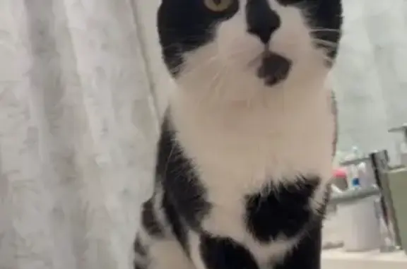 Tuxedo Cat Lost - Shaved Butt, Quincy