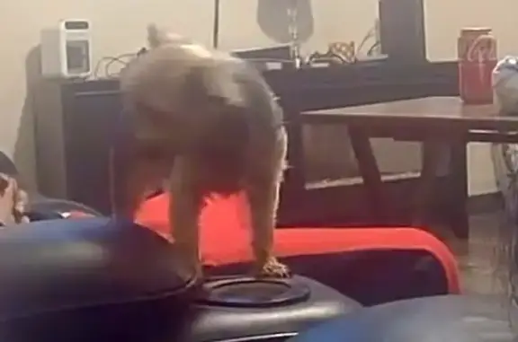 Lost Teacup Yorkie: Mía, 12, New Bedford