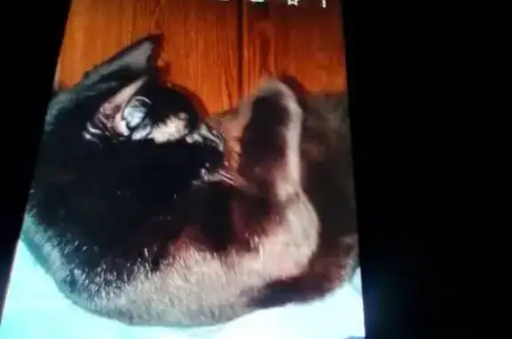 Lost and found pets Decatur, photo: Lost Black Cat with Unique Markings