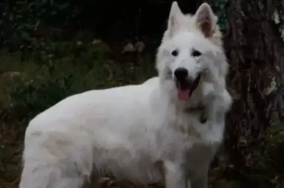 Berger blanc suisse perdu à Saint-Cast - photo