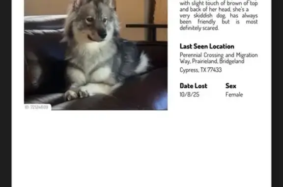 Lost Skittish Dog in Houston: Please Help!