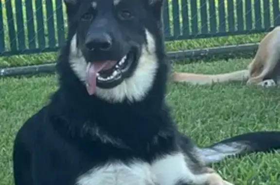 Missing dog Rudy, photo: Lost Dog: Beautiful Rudy - $500 Reward