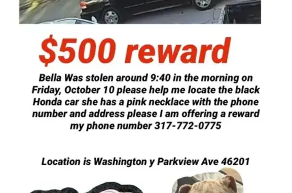 Lost Dog: Pink Collar, Call if Found!