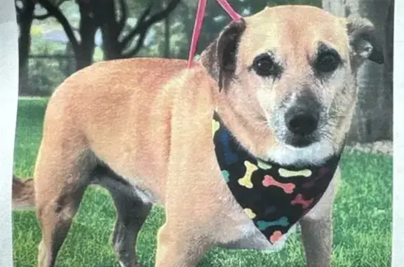 Lost Dog: Limping in Hampton Bays