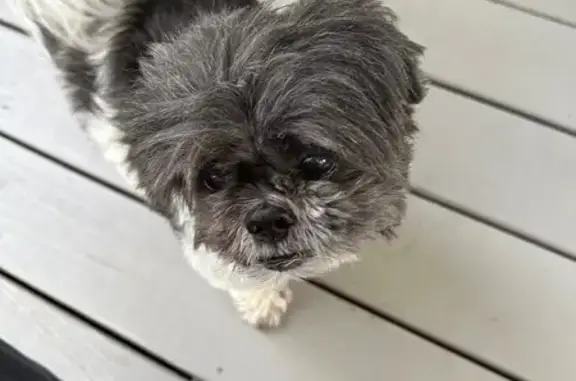 Found: Black & White Shih Tzu in Santa Rosa