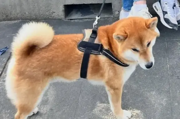 Chien perdu , photo : Shiba Inu perdue à Nousty, ressemble à un renard