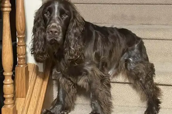 Lost Brown Spaniel: Sadie Missing in Utica