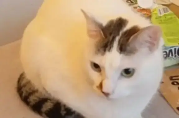 Gatos perdidos, Leganes, foto: Gato Perdido en Leganés: Blanco y Atigrado