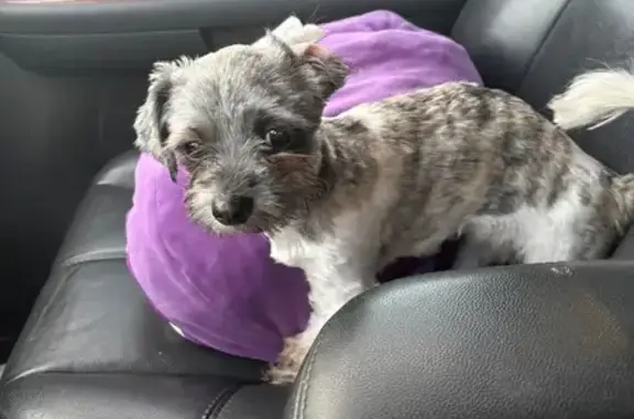 Lost and found pets , photo: Lost Puppy: Silver & White on Hazel St