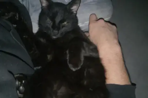 Chat perdu, , photo: Chat noir perdu à Nalliers, aime les caresses
