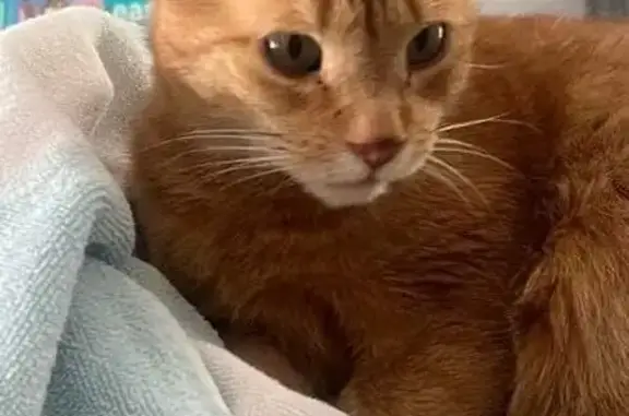 Lost pets Ashburn, photo: Lost Orange Tabby: Ashburn Area Alert!