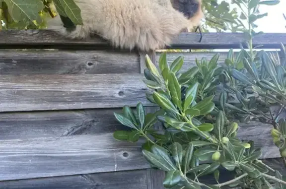 Animaux trouvés Saussan, photo: Chat Sacré de Birmanie trouvé à Saussan