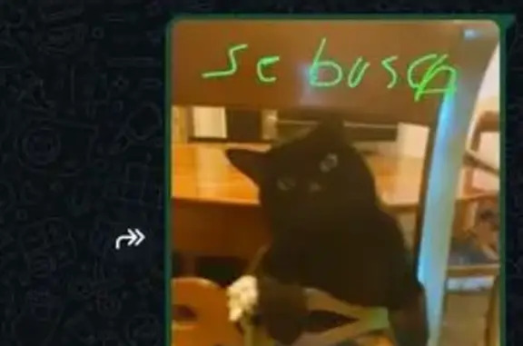 ¡Gato Negro Perdido en Torrero! Recompensa