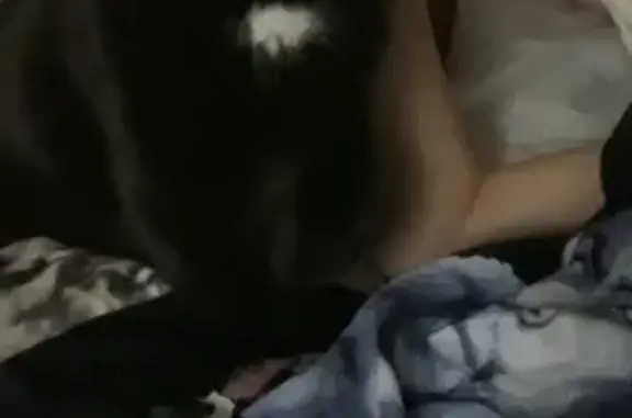 Missing cat Minneapolis, photo: Lost Black Cat: Green Eyes, East 39th St