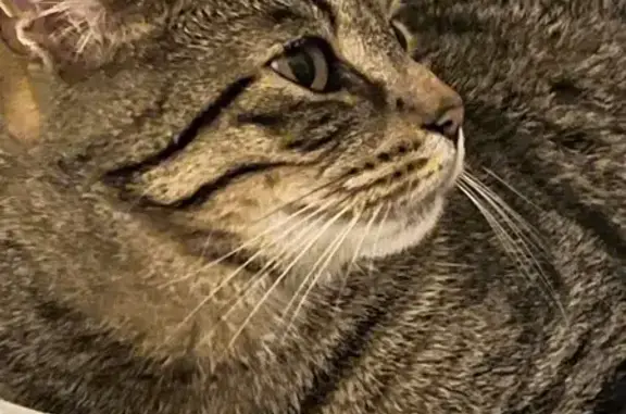 Chat perdu, , photo: Chat tigré gris perdu à Saint-Mars-d'Outillé