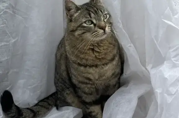 Chat perdu : rayé, sociable, Avignon - photo