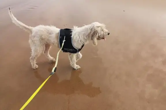 Chien perdu à Chalivoy-Milon aujourd'hui - photo