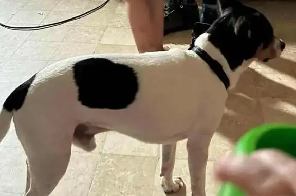 Lost Dog: Heart-Shaped Spot, Newport