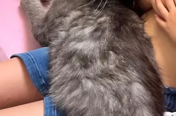 Chat européen gris perdu à Fayence - photo