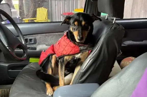 Missing dog Cottesloe, photo: Lost Dog: Friendly Ziggy in Cottesloe