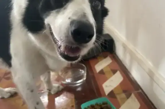 Chien trouvé La Roche-Maurice, photo: Chienne trouvée noir et blanc à La Roche