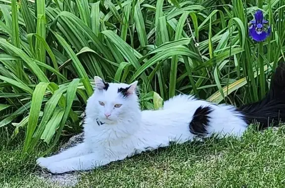 Lost pets , photo: Lost Cat: White with Black Tail in Seekonk