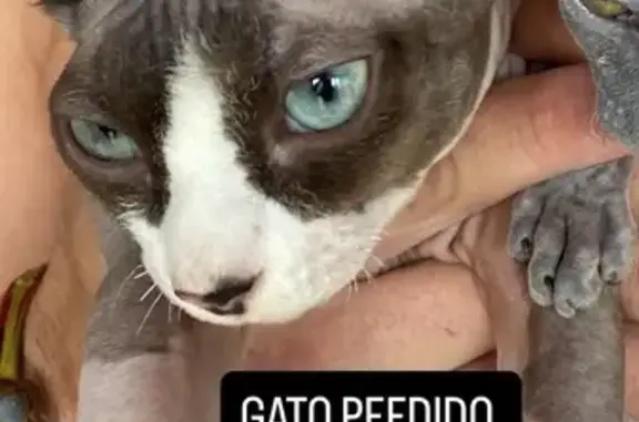 ¡Gato Sphinx Perdido en Terrassa!
