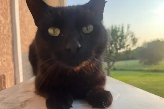 Chatte noire Luna perdue à Cugnaux - photo
