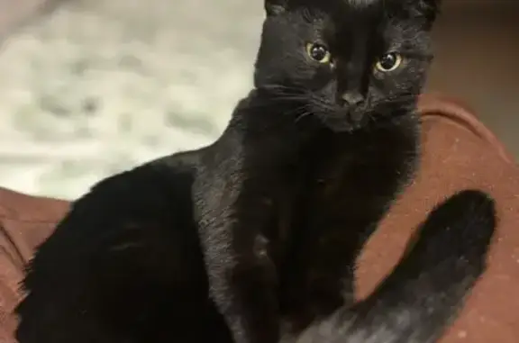 Chat perdu, Rouen, photo: Chatte noire 4 mois perdue rue du Mail