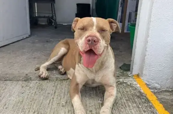 Pitbull educada encontrada en...