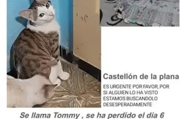 Gato Perdido en Castelló: Gris y Blanco