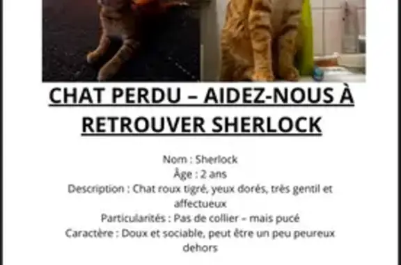 Chat perdue à Résidence Marly, Bordeaux - photo