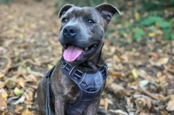 Staffie bringé bleu perdu à Sillé-le-Philippe - photo