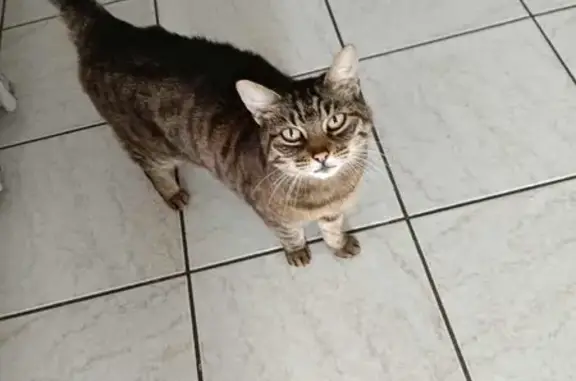 Animaux trouvés , photo: Jeune chat européen sociable à Oyonnax