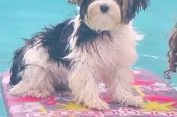 Lost Parti Torkie: Help Find Piper!