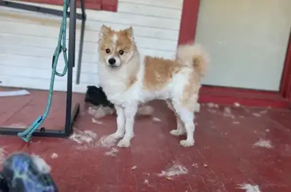 Lost pets Minneapolis, photo: Lost 12-Year-Old Dog in Minneapolis Area
