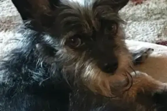 Missing Dog: Help Find Our 14-Year Companion