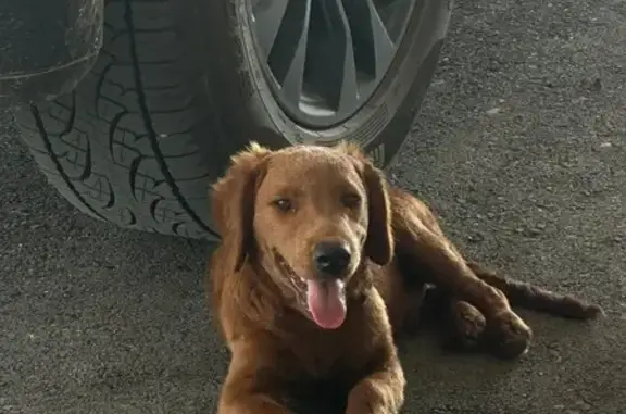 Lost and found pets , photo: Lost Tan & Black Shepard Mix - Mile 19