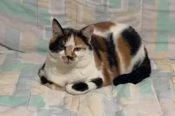 Chat perdu, , photo: Mimi, chat tricolore perdu à Maîche