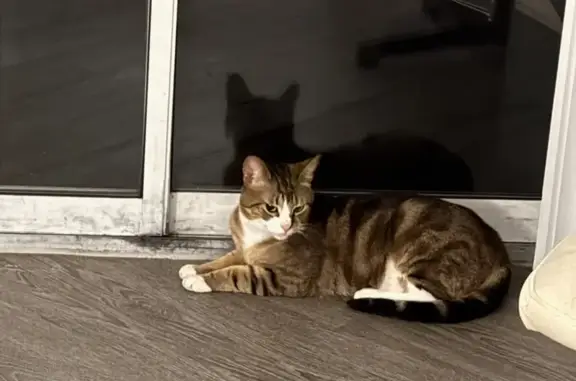 Lost Cat: Sneezy - Brown & White, FIV+ 🐾