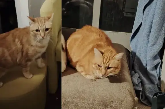 Chat Européen 8 ans perdu à Auxerre - photo